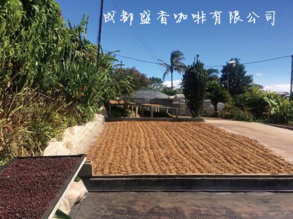 哥斯達(dá)尼加 火鳳凰莊園 藍(lán)寶石 日曬豆；黑玫瑰 日曬豆